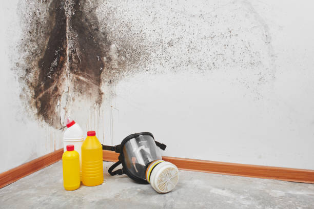 Home Mold Removal in Upland, CA
