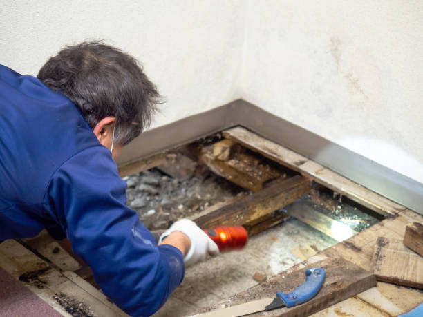 Best Residential Mold Removal  in Upland, CA