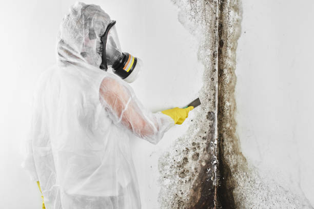 Best Toxic Mold Removal  in Upland, CA