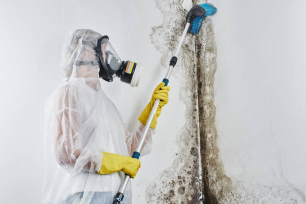 Crawl Space Mold Removal in Upland, CA