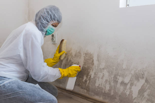 Home Mold Removal in Upland, CA