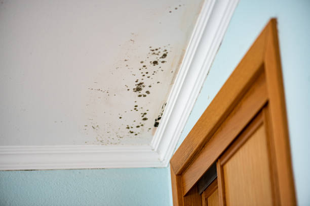 Best Residential Mold Removal  in Upland, CA