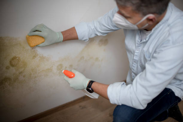 Office Mold Removal Services in Upland, CA