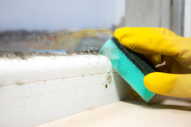 Best Affordable Mold Removal  in Upland, CA