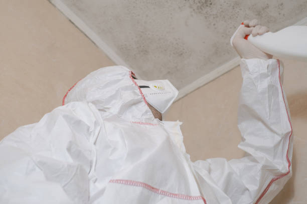 Reliable Upland, CA Mold Removal Solutions