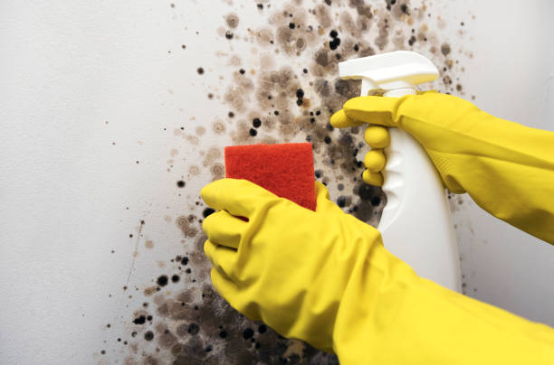 Best Mold Removal Company Near Me  in Upland, CA