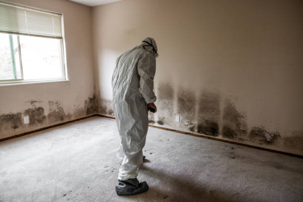 Best Toxic Mold Removal  in Upland, CA