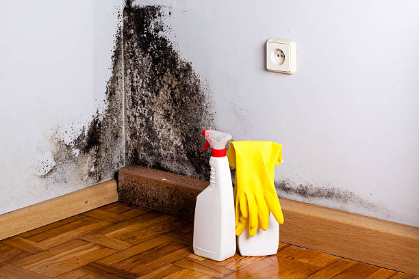 Best Mold Cleaning Services  in Upland, CA