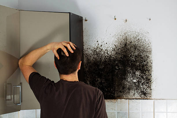 Best Professional Mold Removal  in Upland, CA