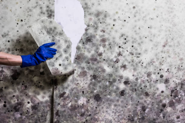 Professional Mold Removal in Upland, CA