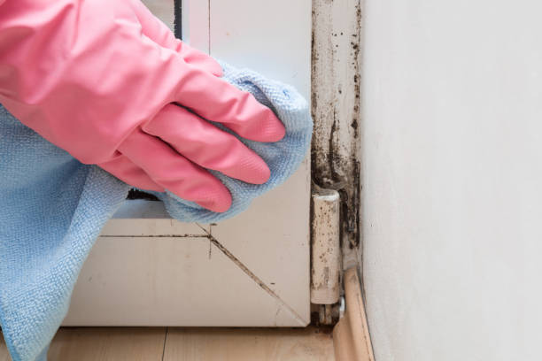 Best Mold Testing  in Upland, CA