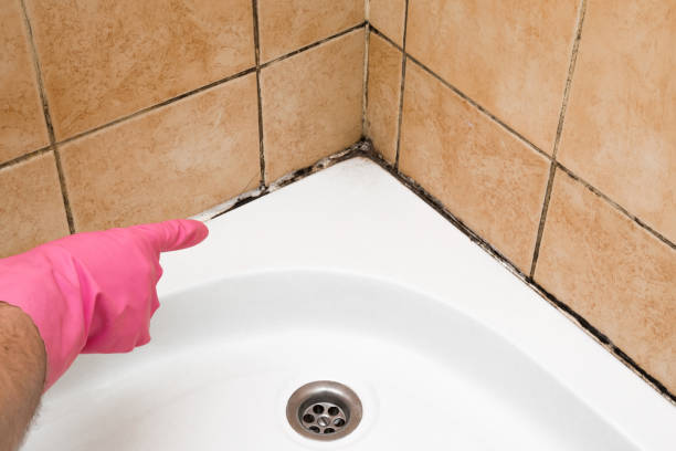 Best Same-Day Mold Removal  in Upland, CA
